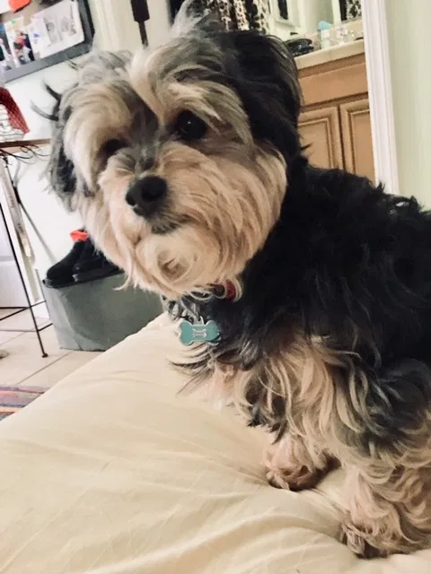Lost dog in Santa Maria, CA, 93458