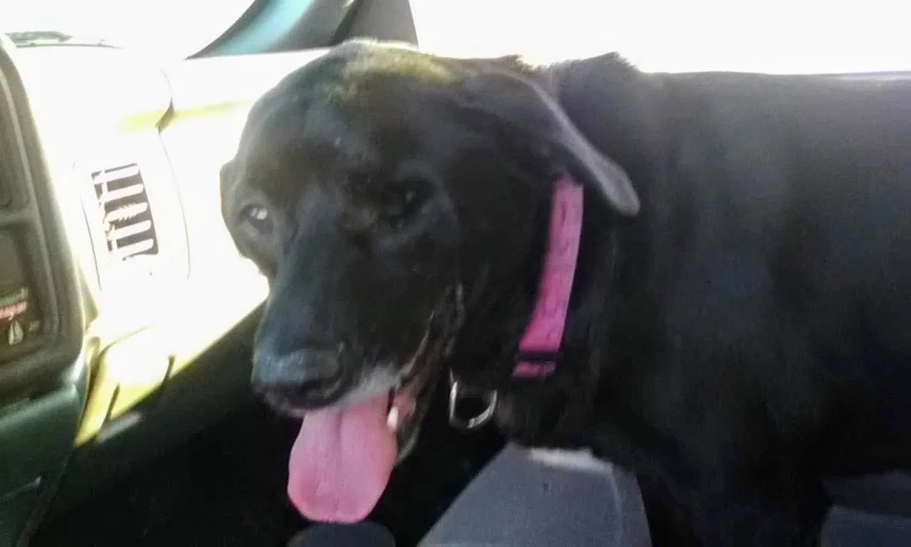 Lost dog in Mobile, AL, 36611