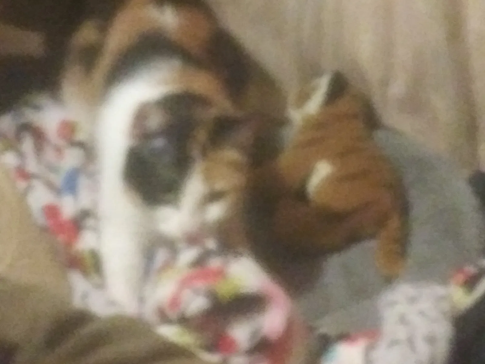 Lost cat in Portland, OR, 97222