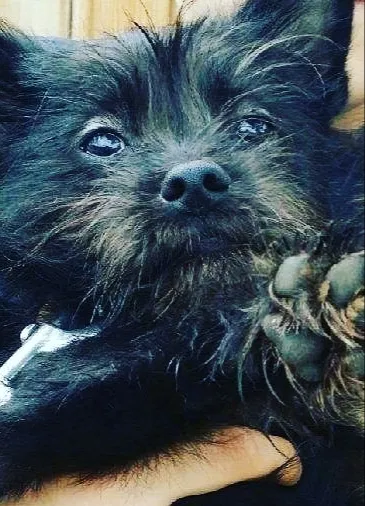 Lost dog in Antioch, CA, 94509