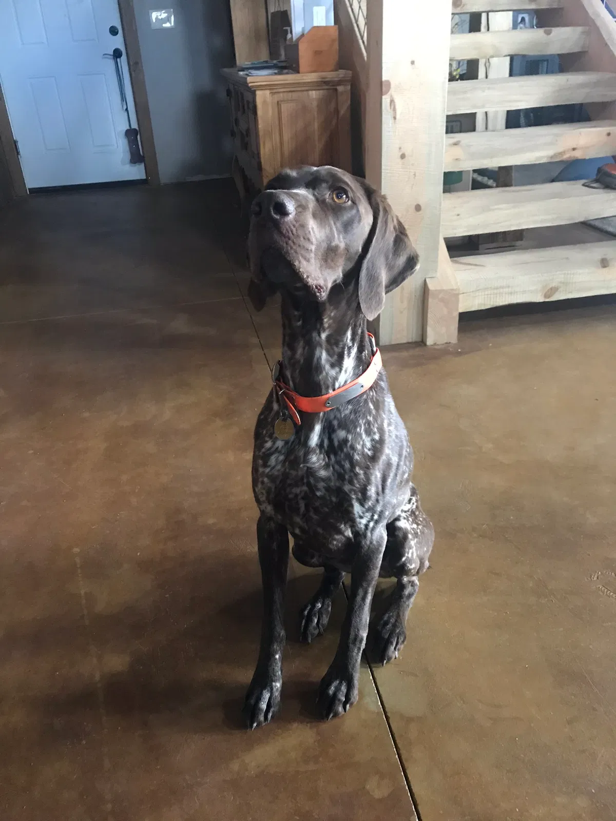 Lost dog in Granby, CO, 80446