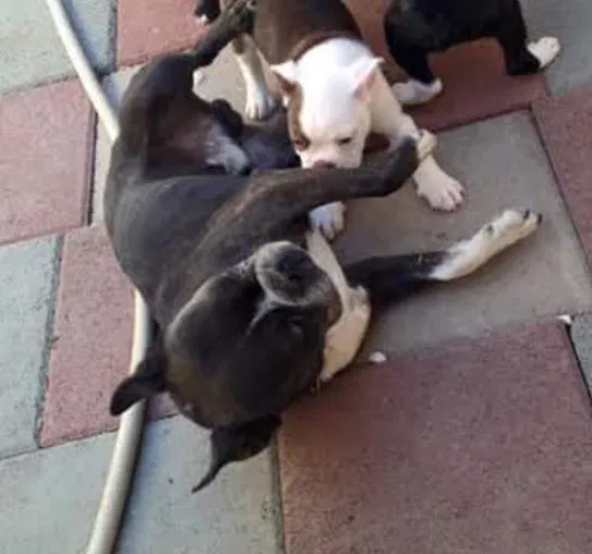 Lost dog in Hanford, CA, 93230