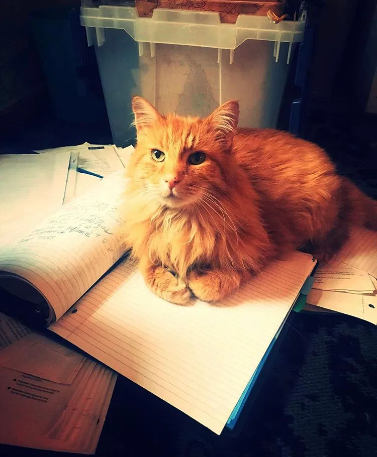 Lost cat in Saint Paul, MN, 55106