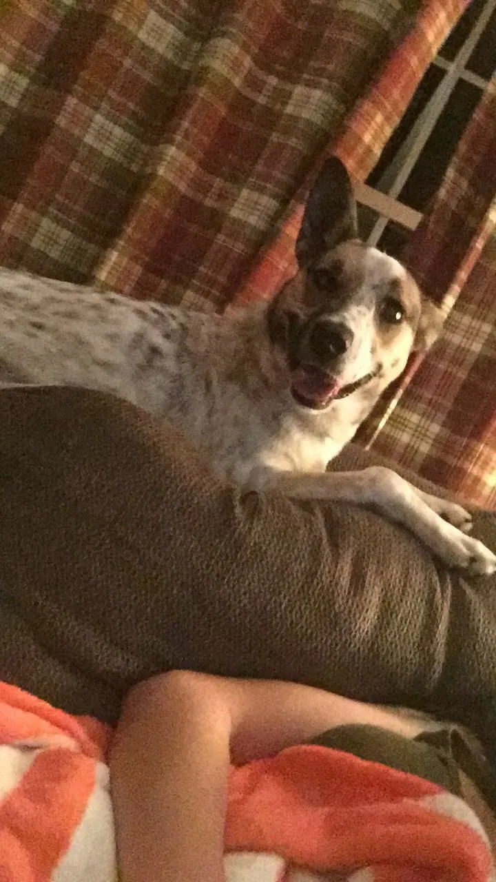 Lost dog in Fall Branch, TN, 37656
