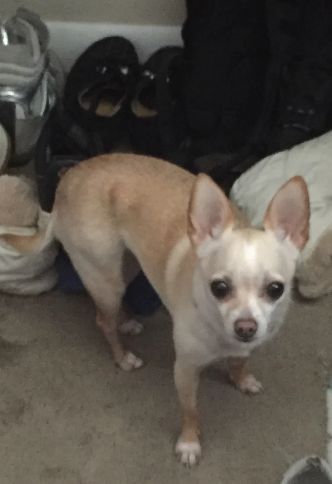 Lost dog in North Palm Beach, FL, 33408