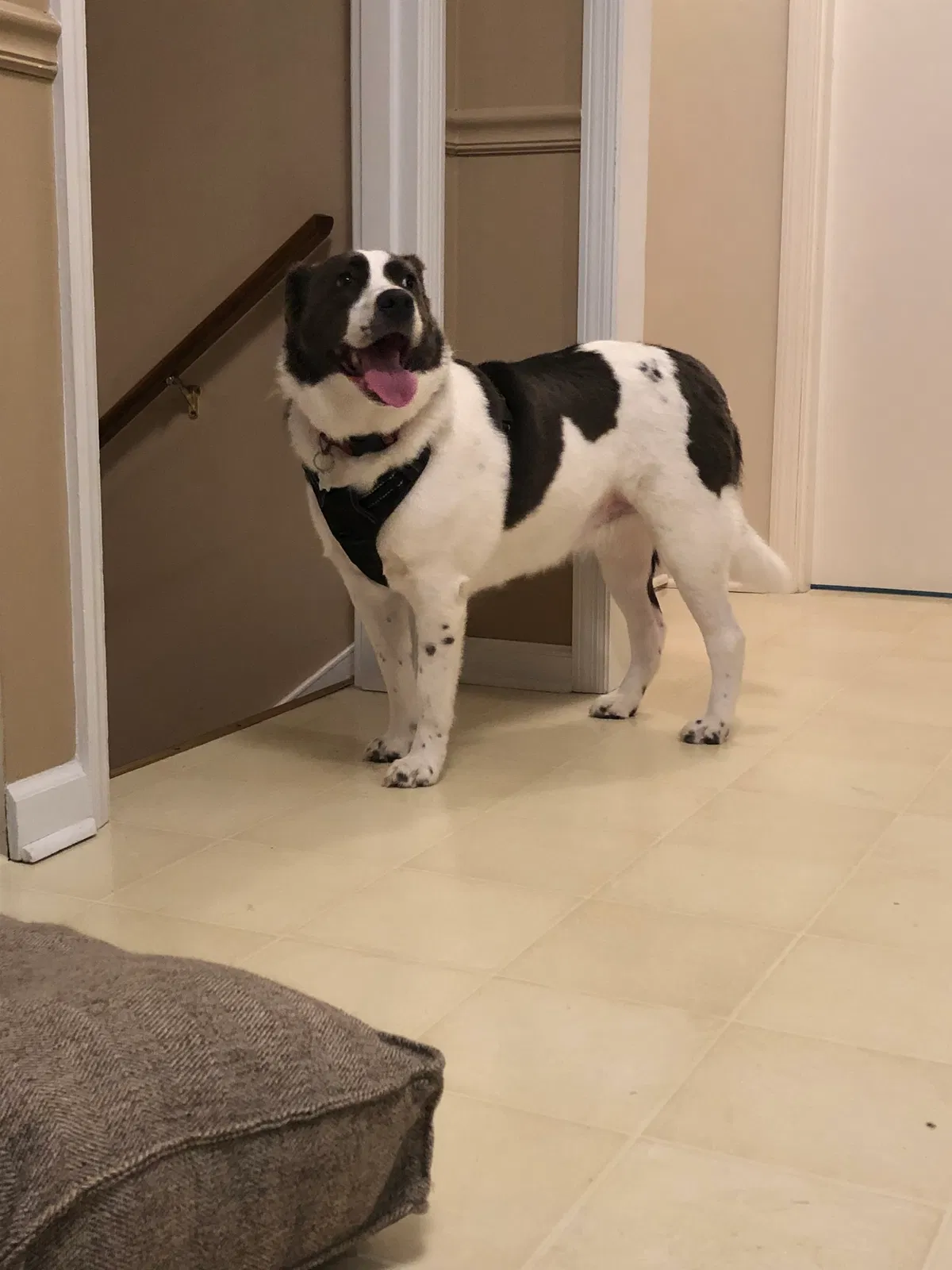 Lost dog in Valley Head, AL, 35989