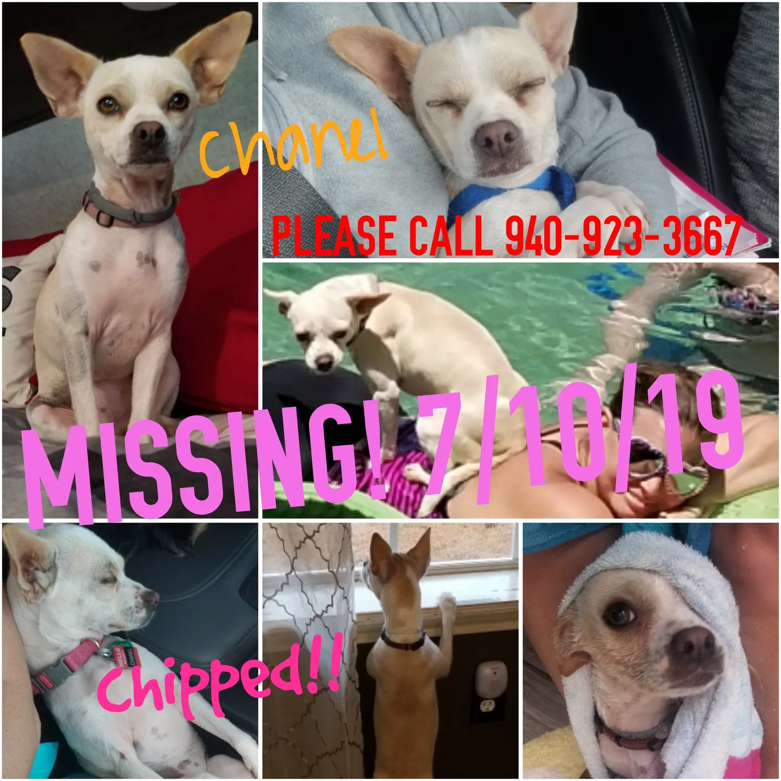 Lost dog in Holliday, TX, 76366