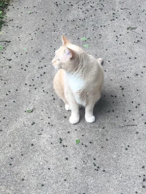Lost cat in Burnsville, MN, 55337