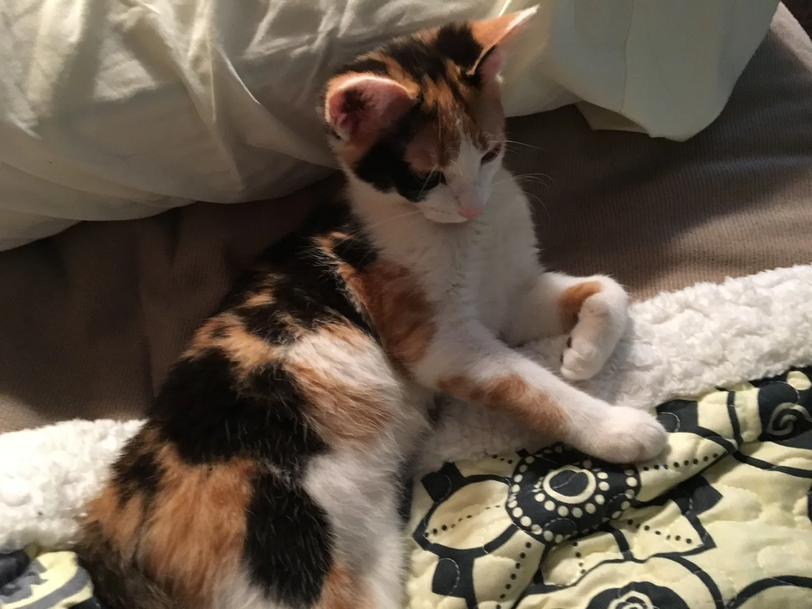 Lost cat in Oak Grove, KY, 42262