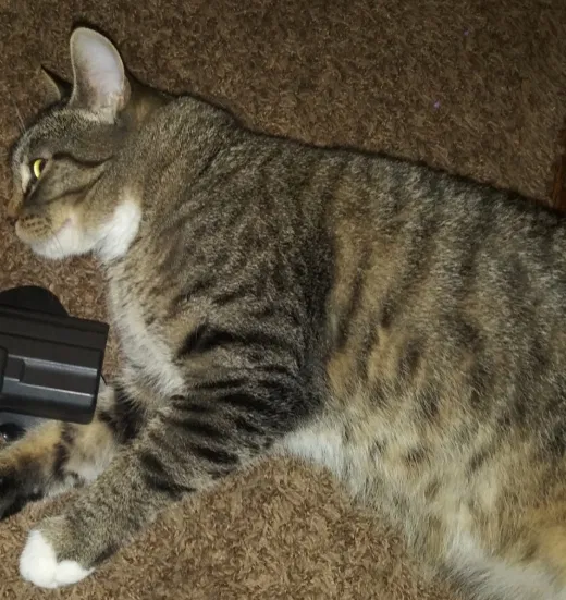Lost cat in Minneapolis, MN, 55422