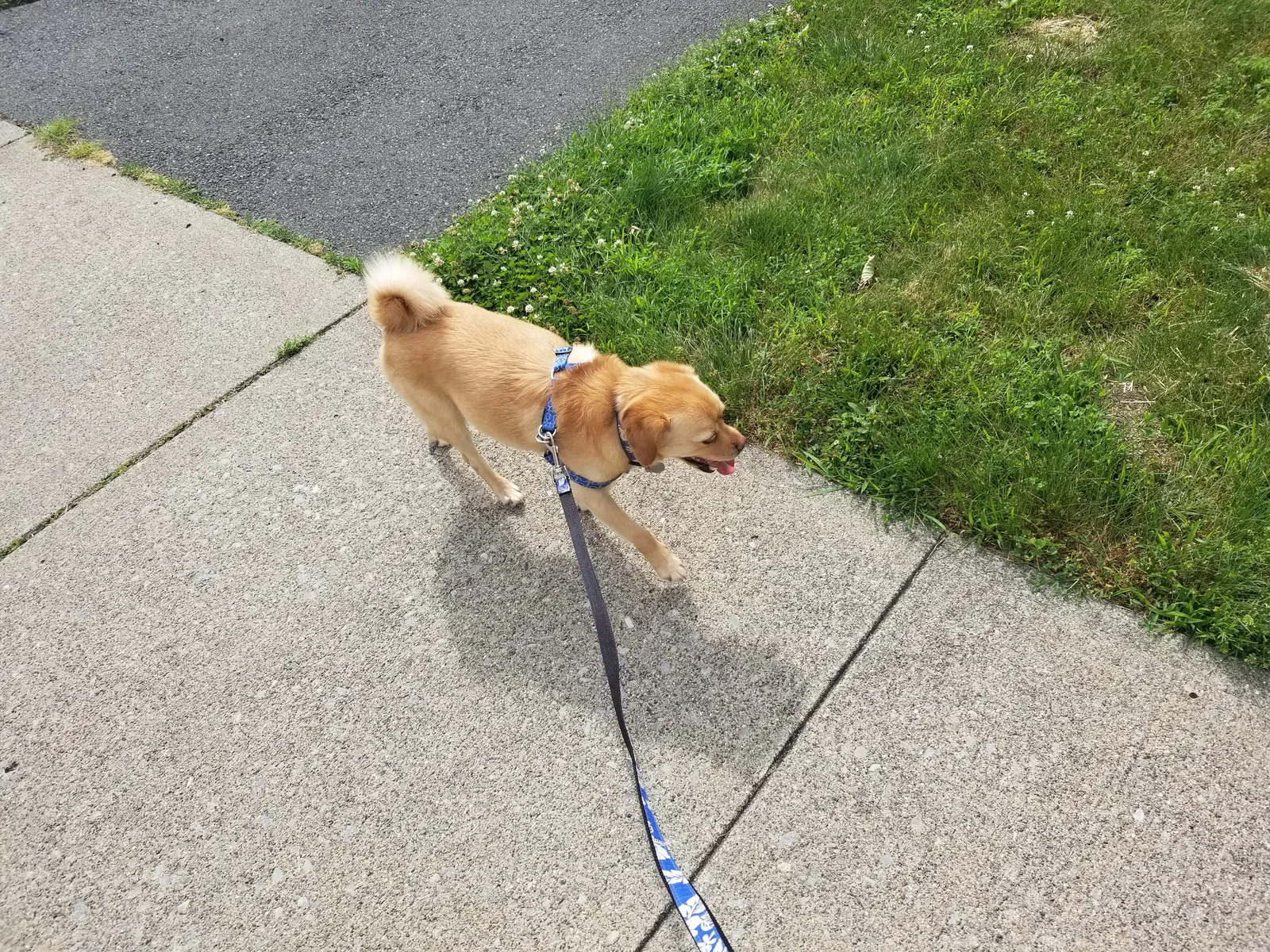 Lost dog in Huntington, MA, 1050