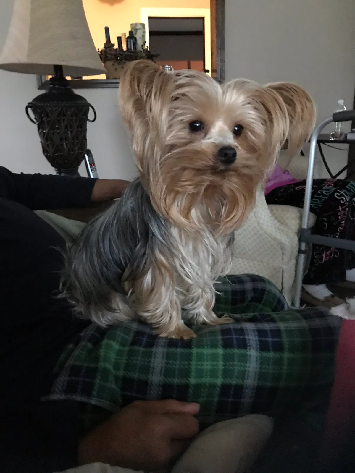 Lost dog in Marion, OH, 43302