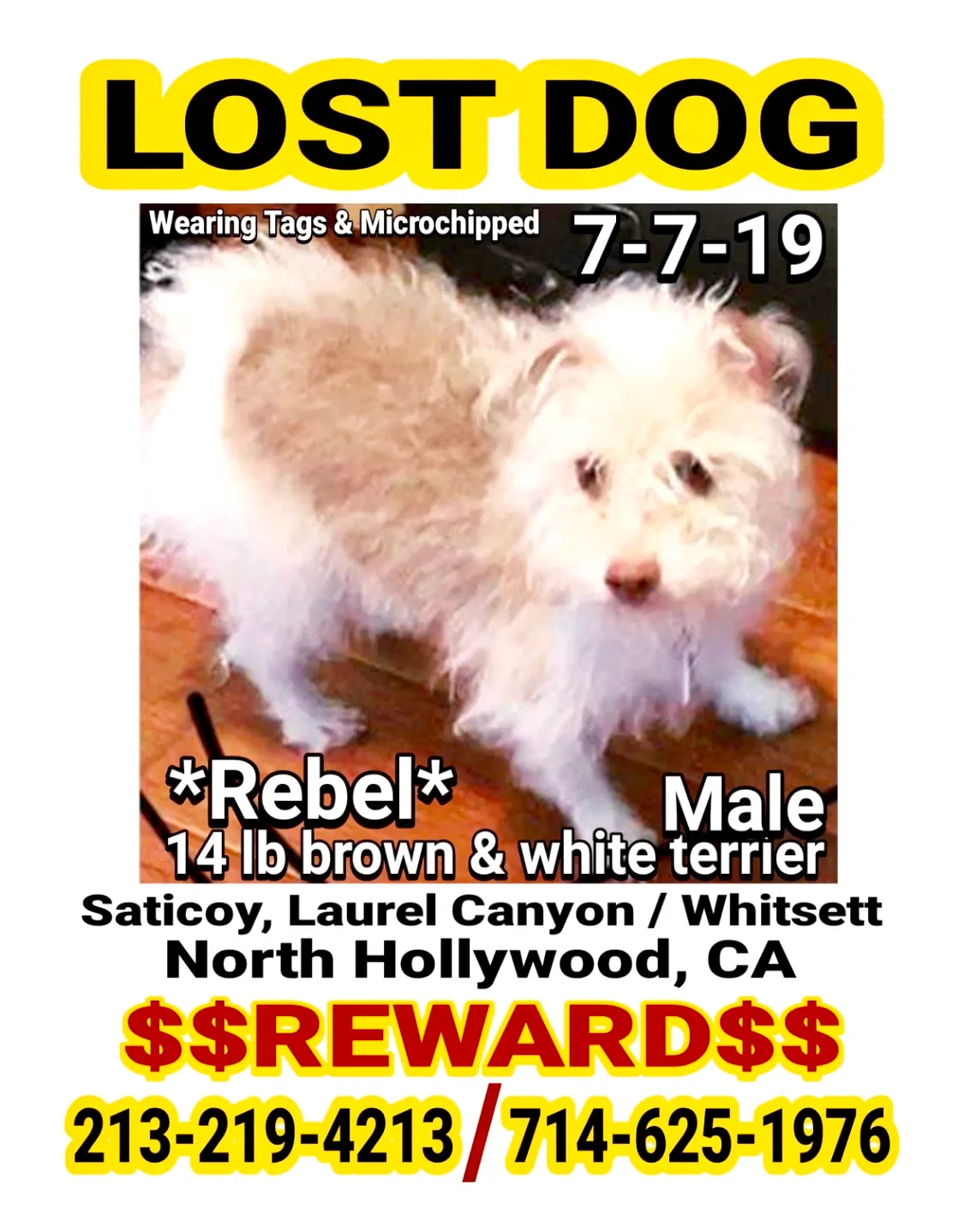 Lost dog in North Hollywood, CA, 91605