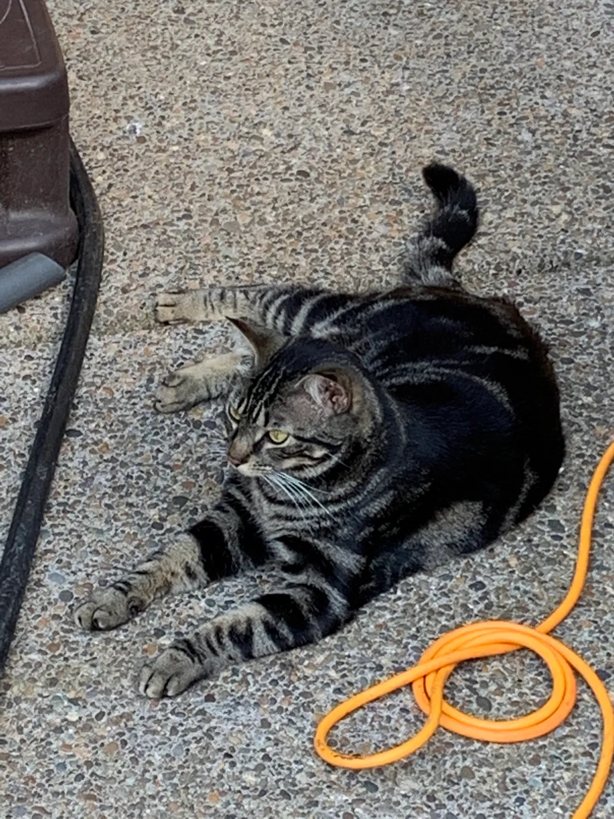 Lost cat in Oregon City, OR, 97045