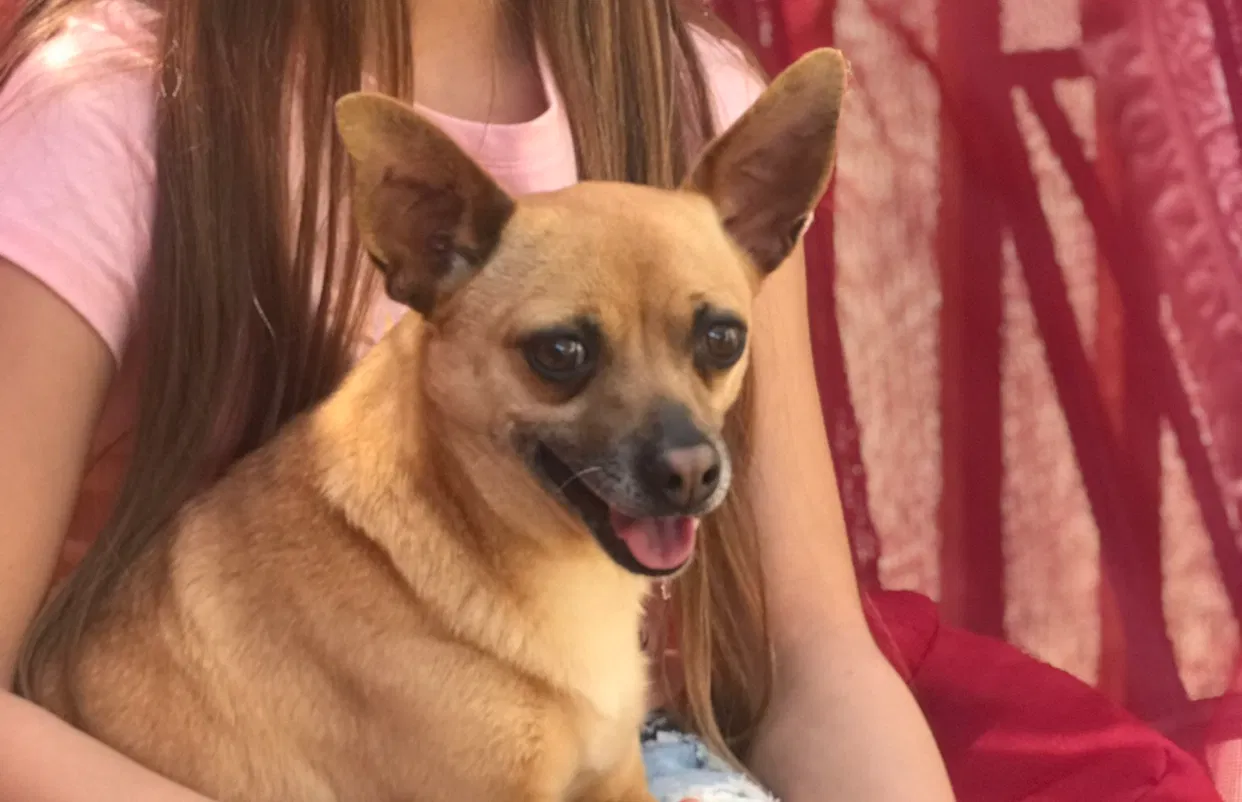 Lost dog in Rohnert Park, CA, 94928