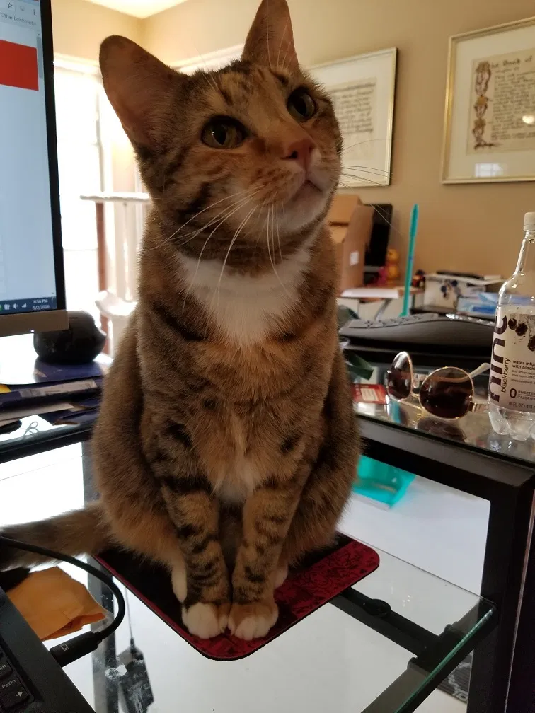 Lost cat in Flower Mound, TX, 75028
