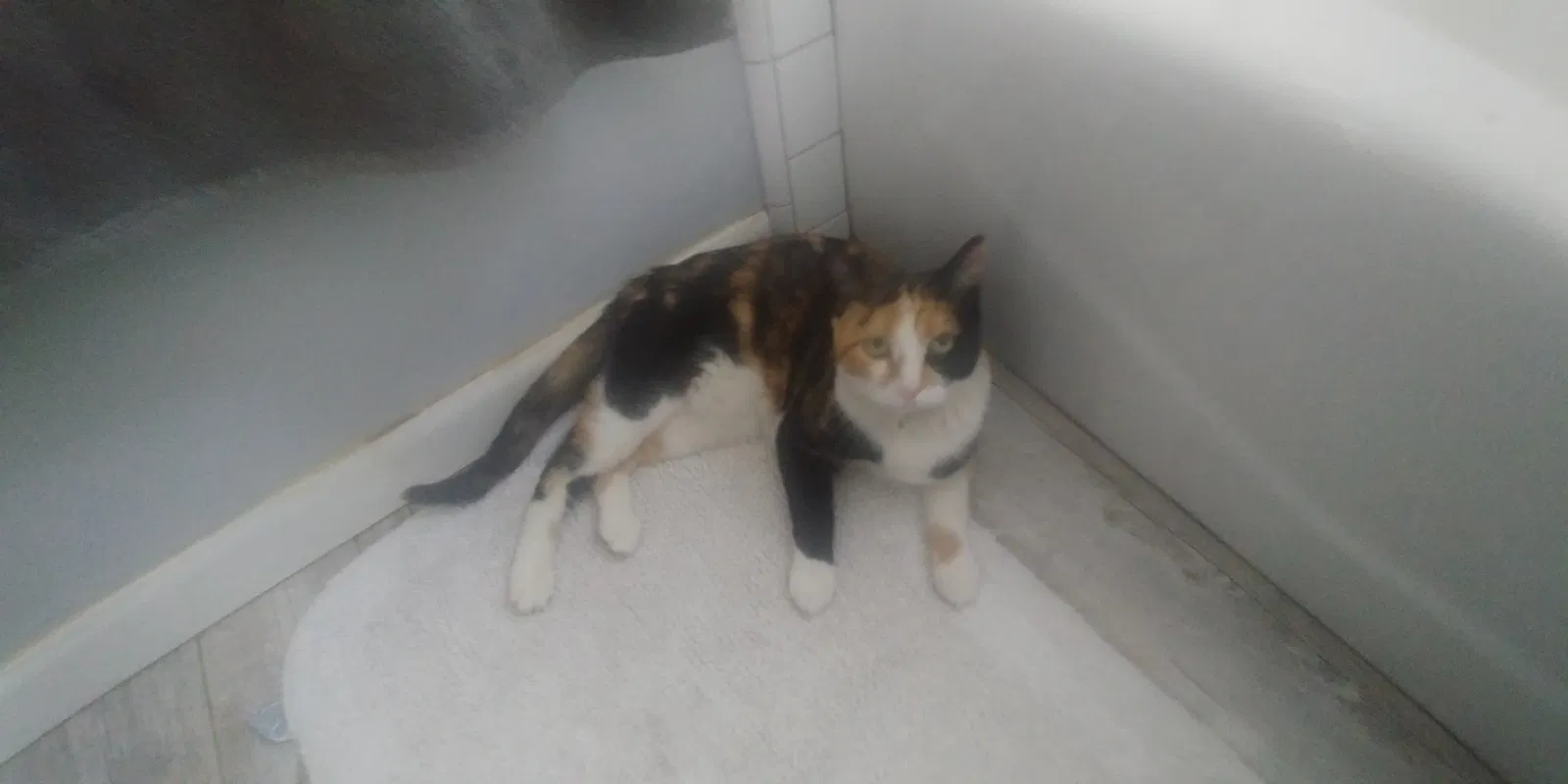 Lost cat in Los Angeles, CA, 90045