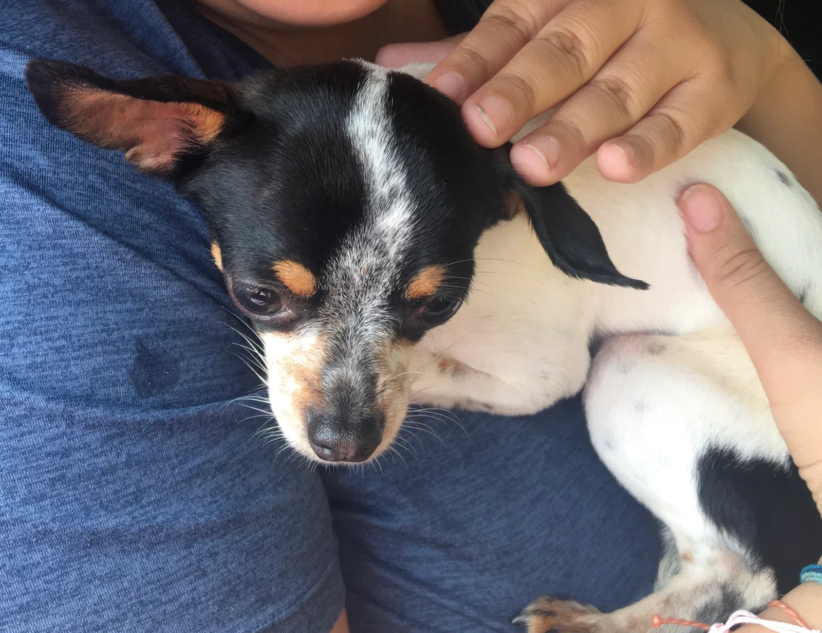 Lost dog in Dublin, OH, 43017
