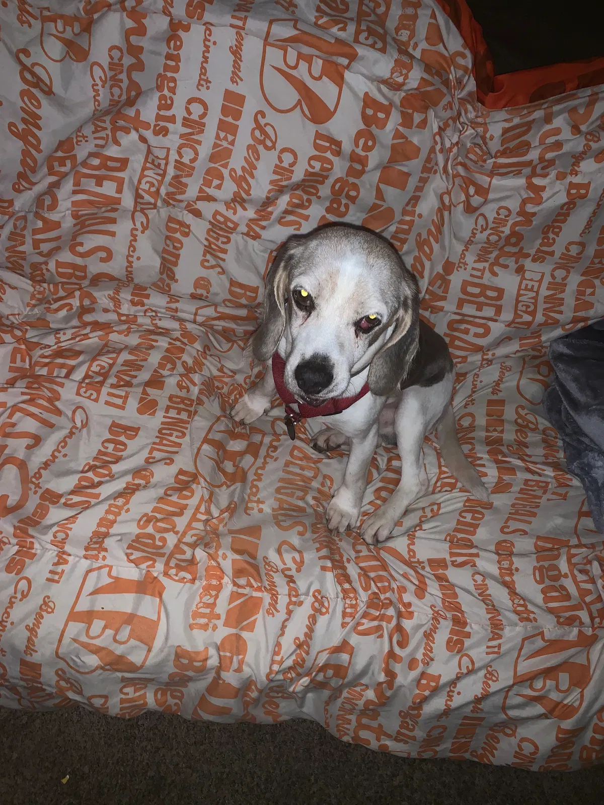 Lost dog in Dayton, OH, 45410