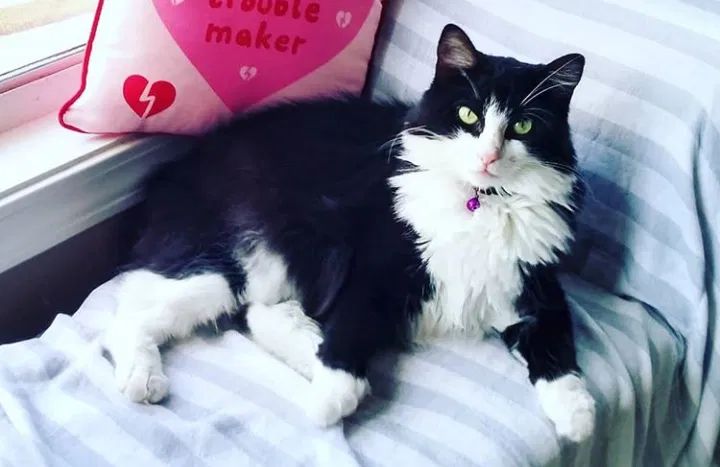 Lost cat in Buford, GA, 30519