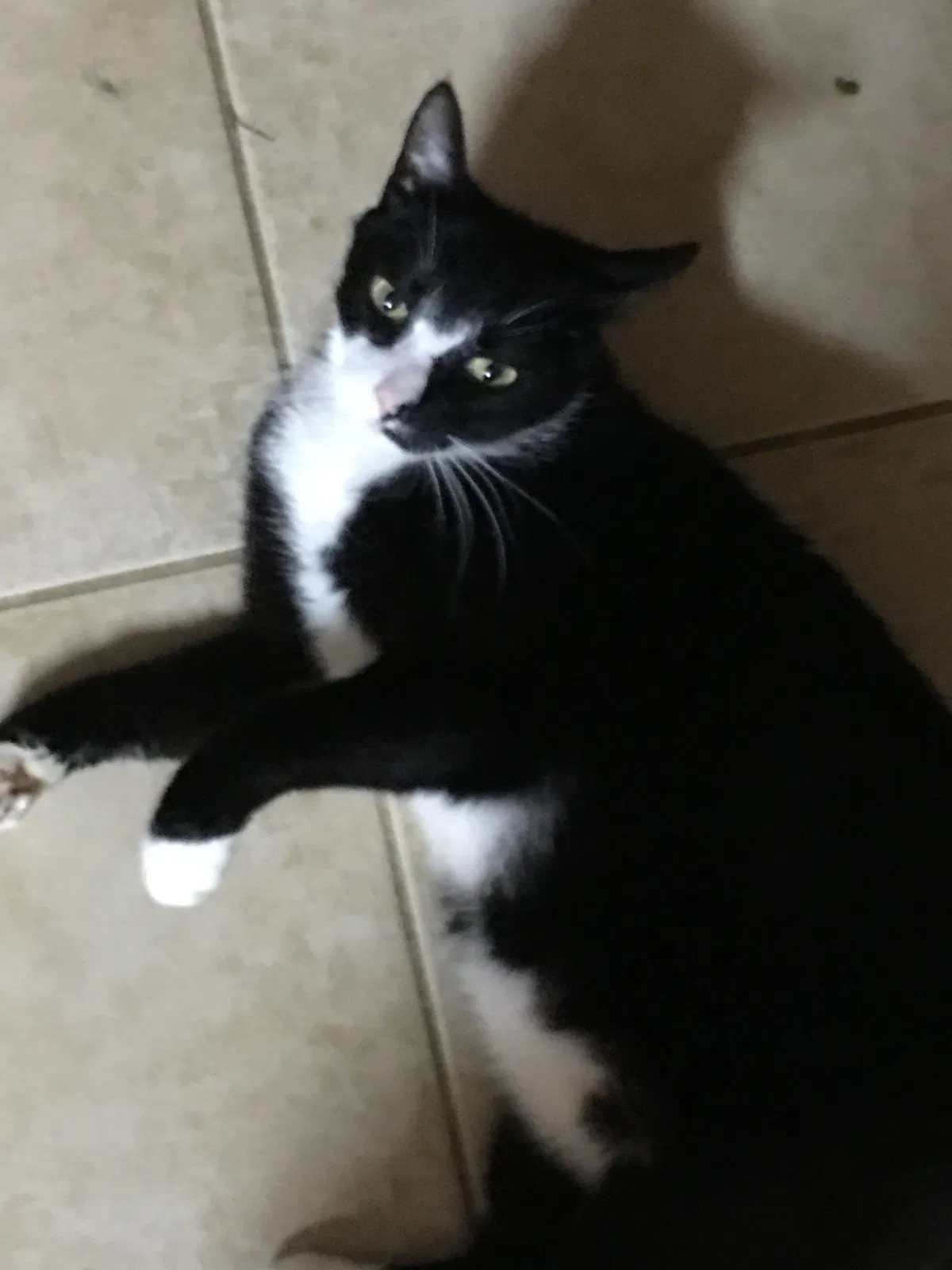 Lost cat in Fairburn, GA, 30213