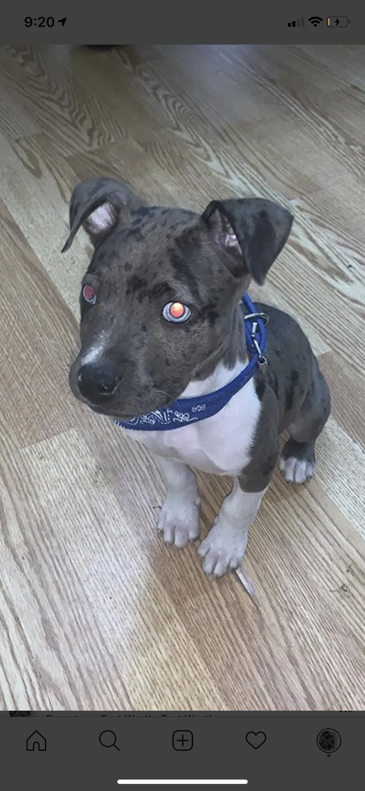 Lost dog in Fort Worth, TX, 76133
