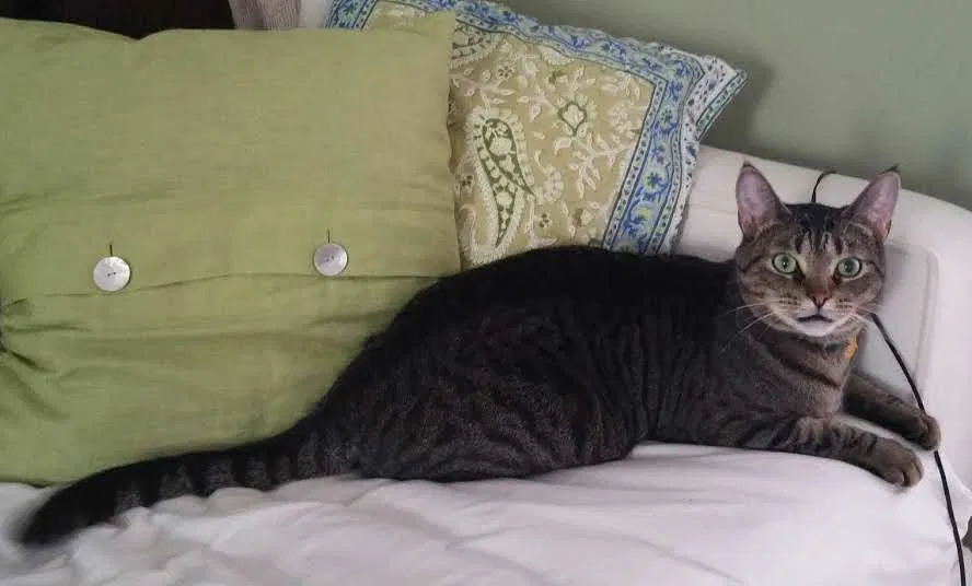 Lost cat in Troy, MI, 48085