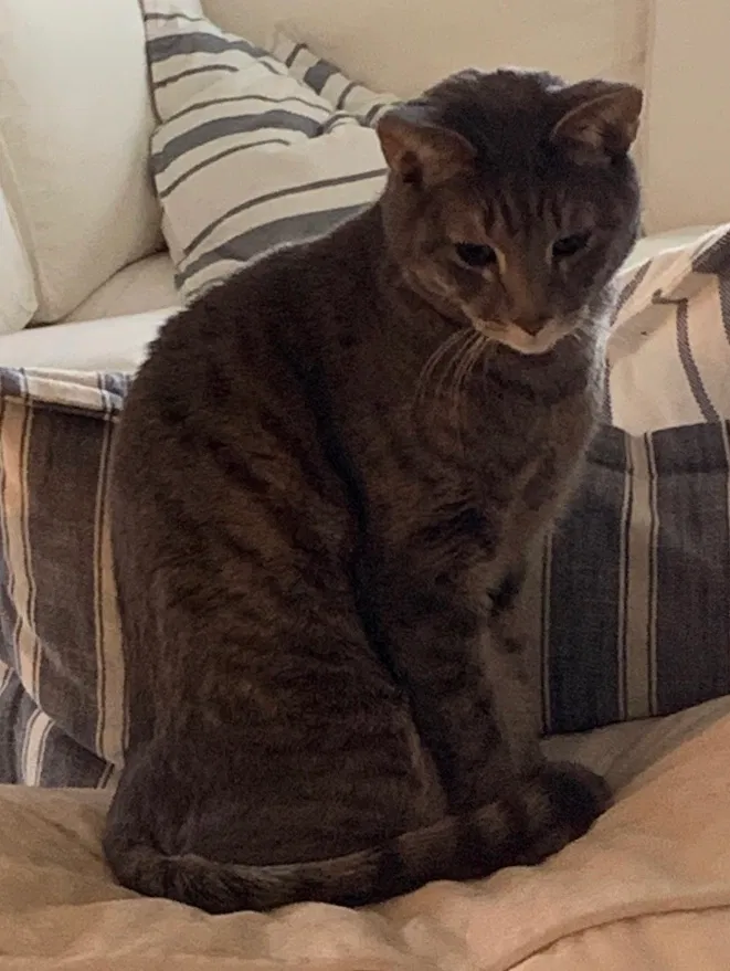 Lost cat in Parker, CO, 80134
