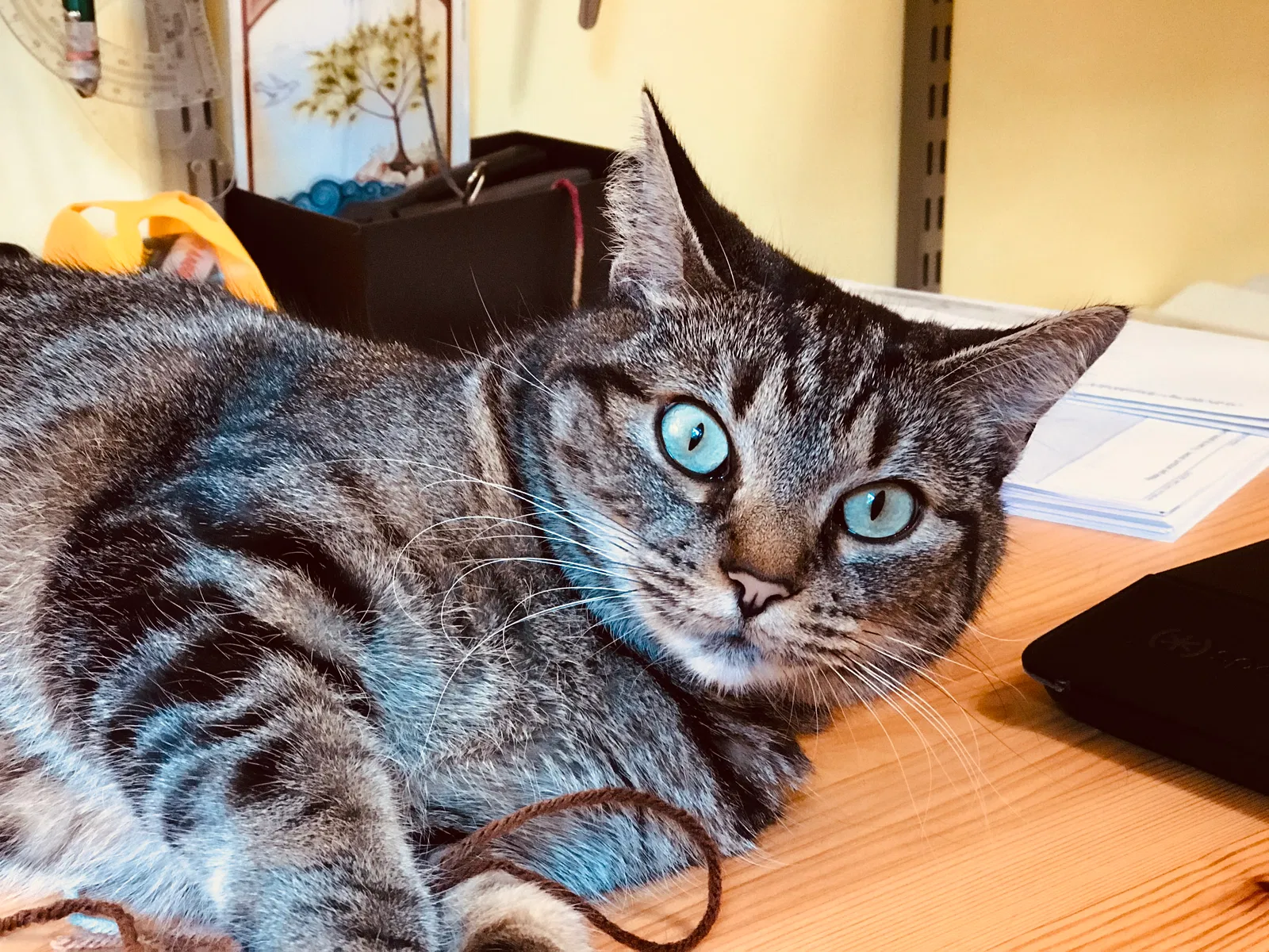 Lost cat in Rockford, TN, 37853