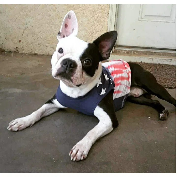Lost dog in Fresno, CA, 93720