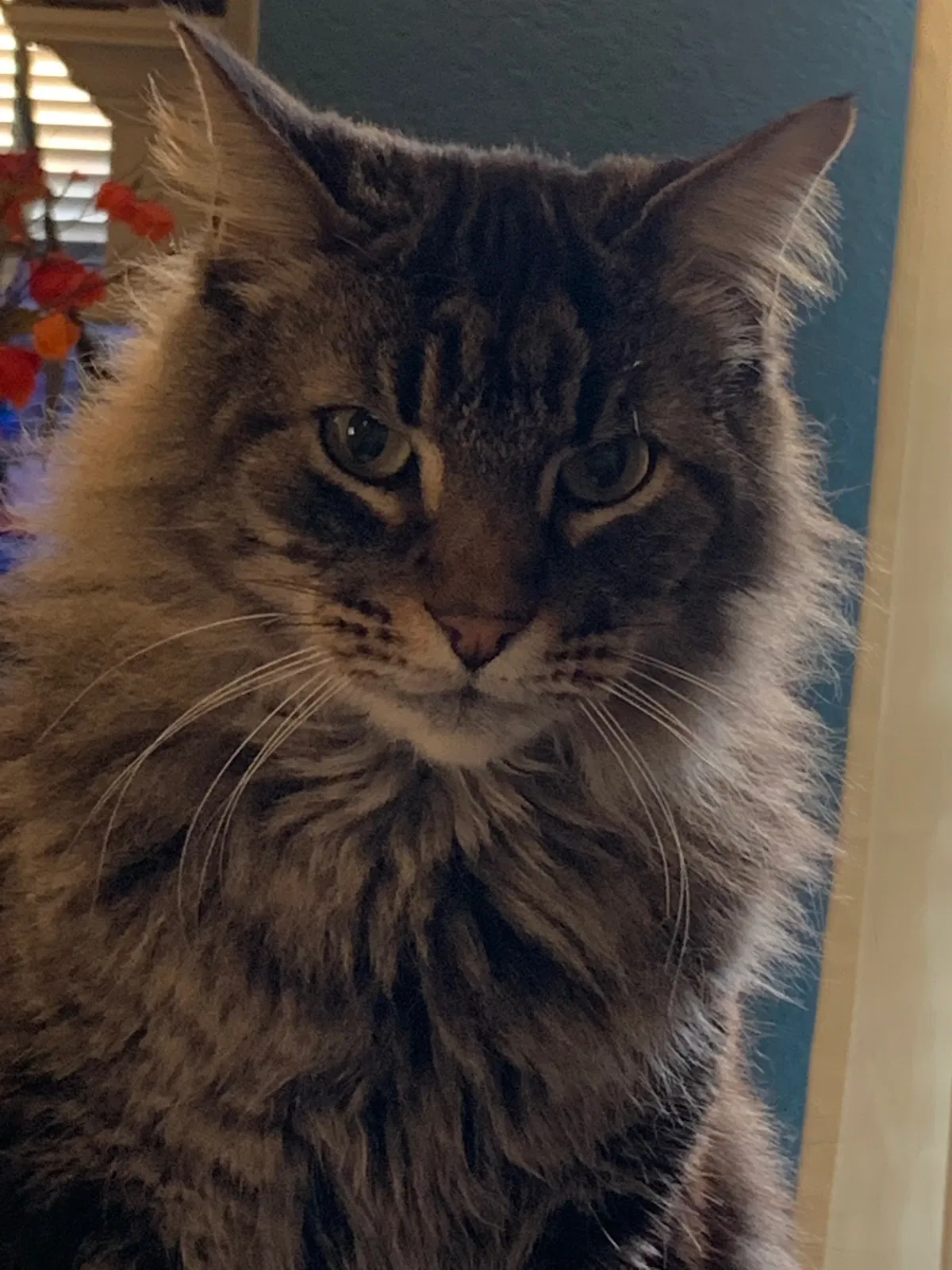 Lost cat in Keller, TX, 76244