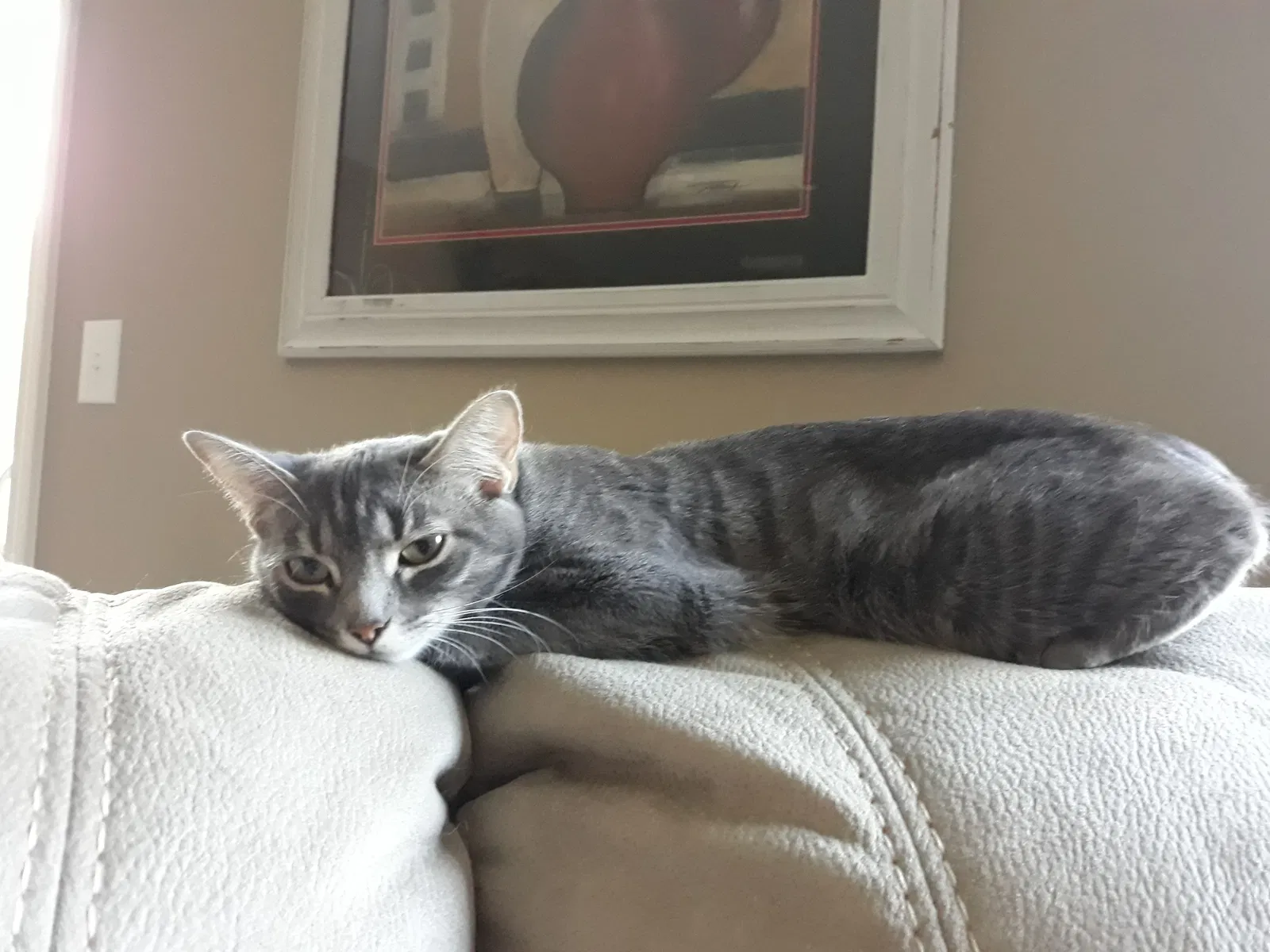 Lost cat in Lafayette, IN, 47909