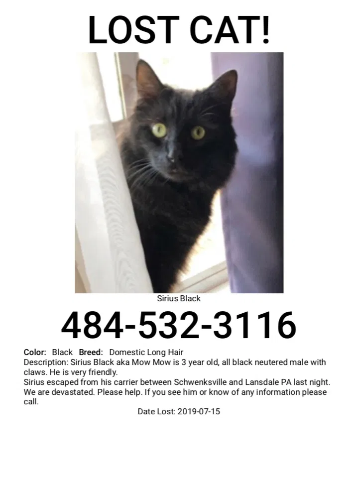 Lost cat in Thornton, PA, 19373