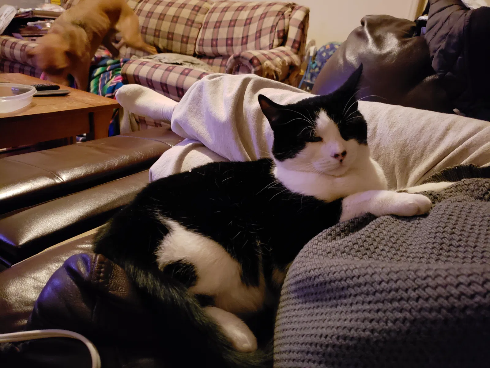 Lost cat in Strasburg, CO, 80136