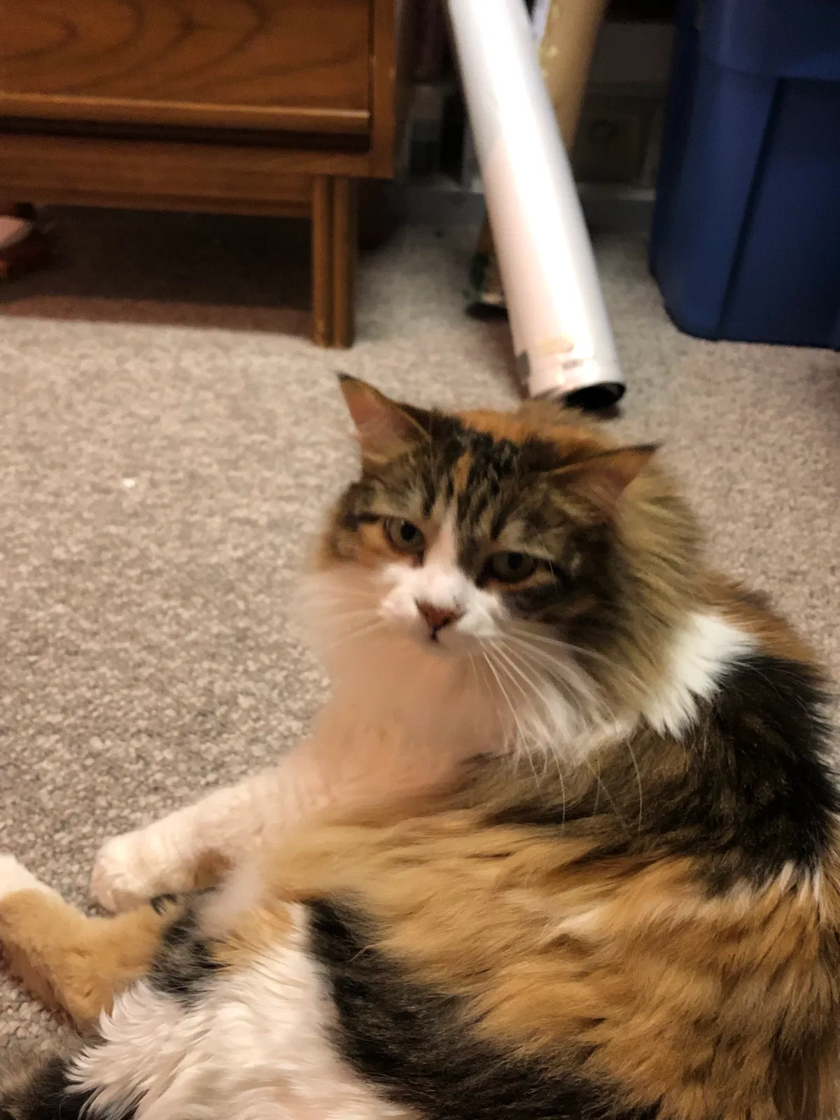Lost cat in Denver, CO, 80228