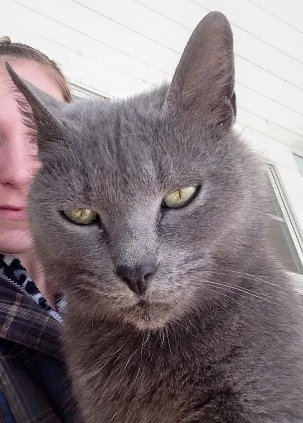 Lost cat in North East, MD, 21901