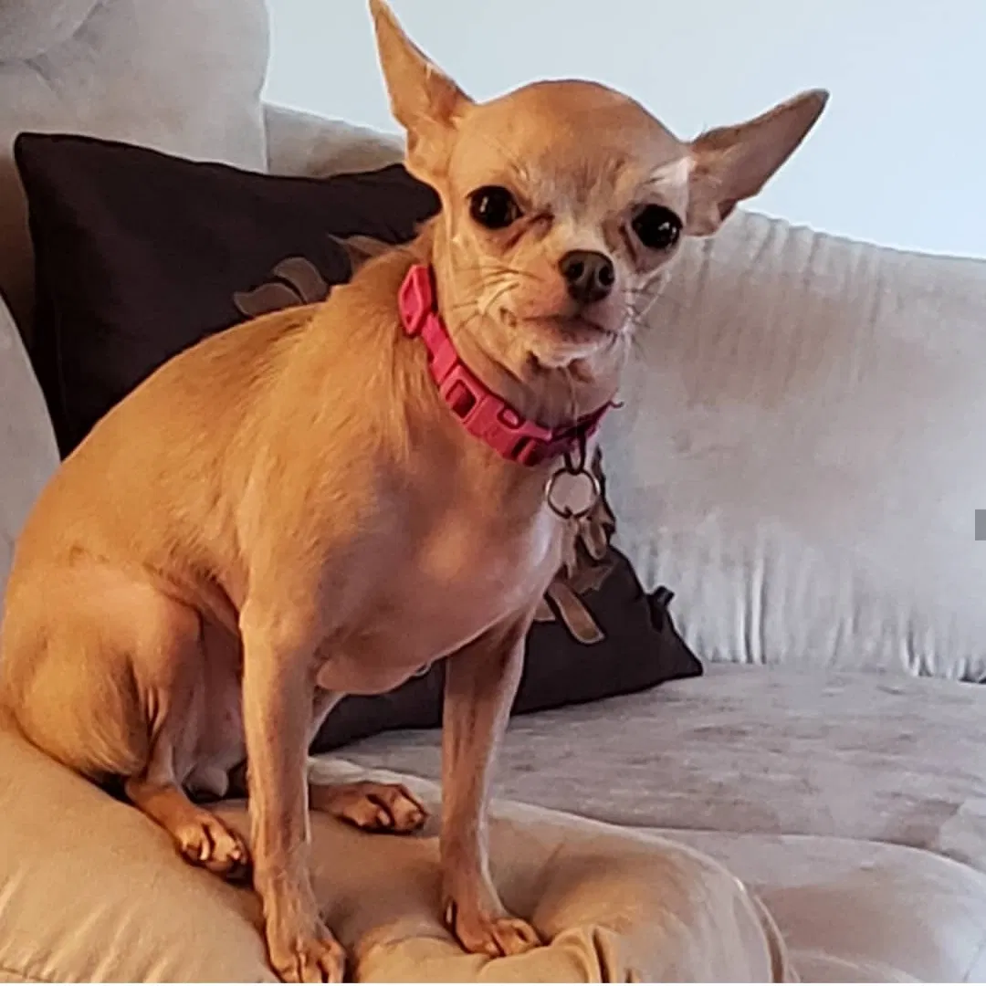 Lost dog in East Orange, NJ, 7017