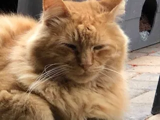 Lost cat in Santa Rosa, CA, 95405