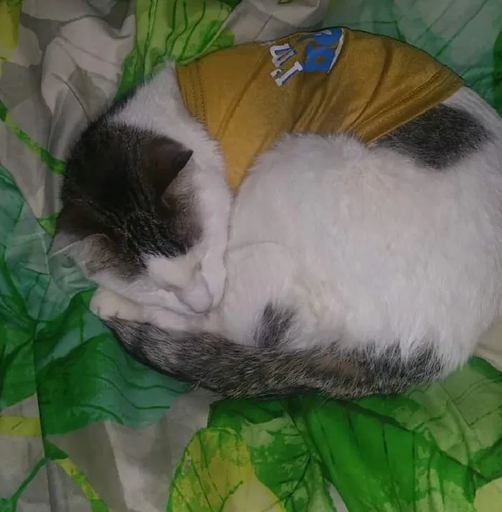 Lost cat in Arlington Heights, IL, 60005
