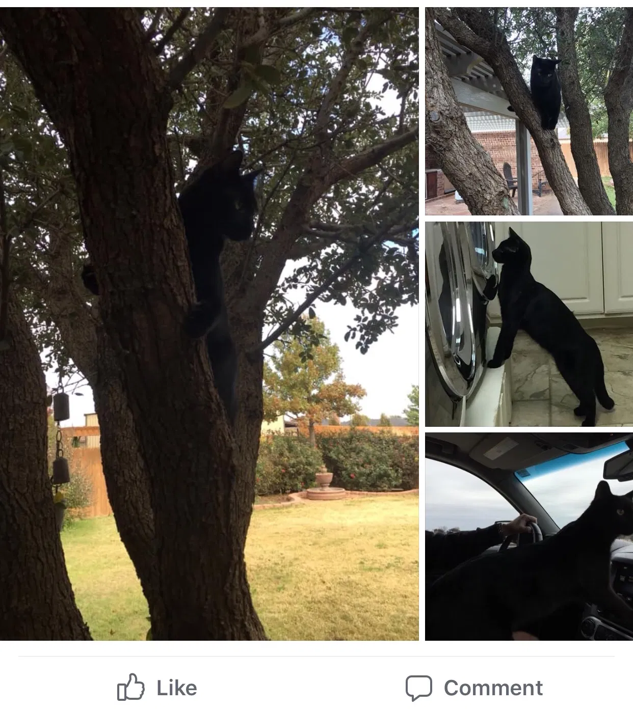 Lost cat in Lubbock, TX, 79424