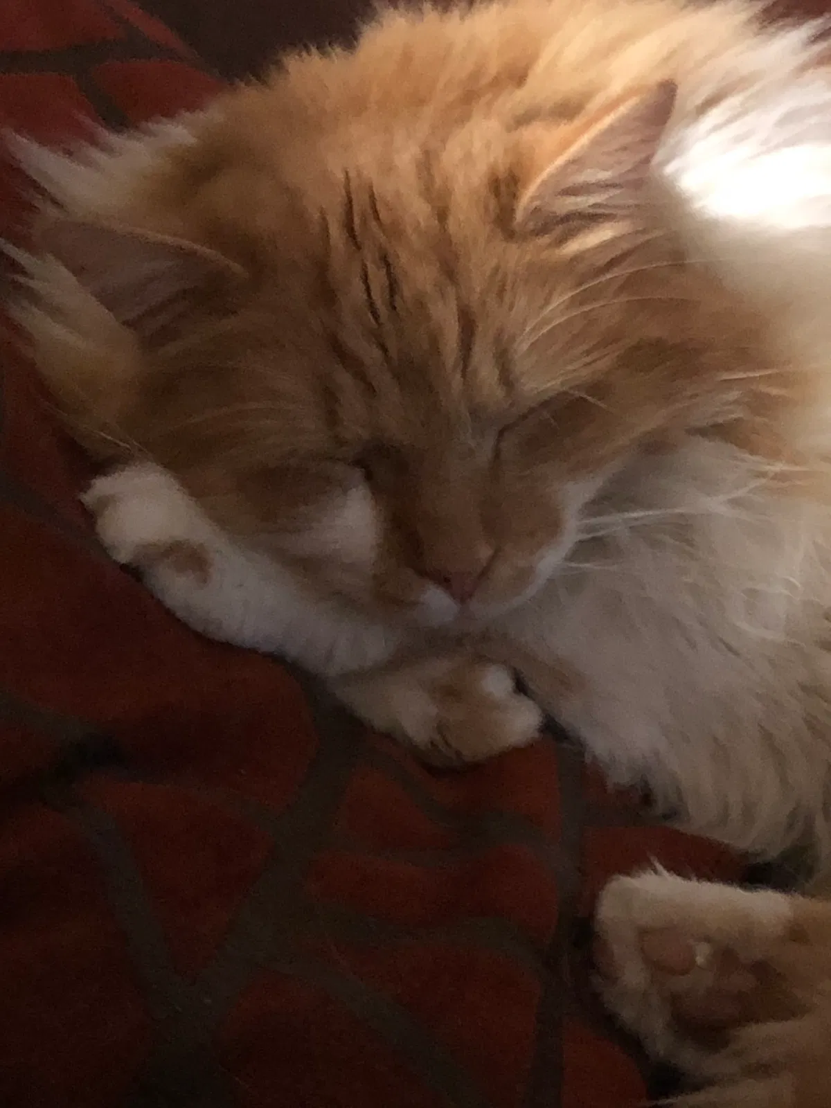 Lost cat in Winston Salem, NC, 27103