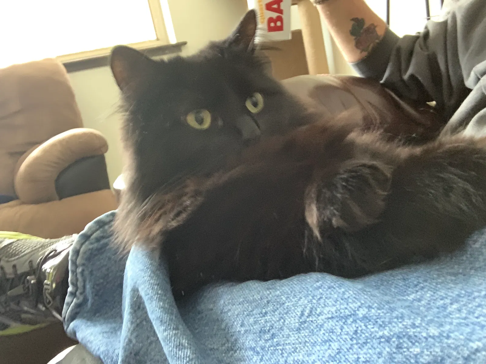 Lost cat in Silverdale, WA, 98383