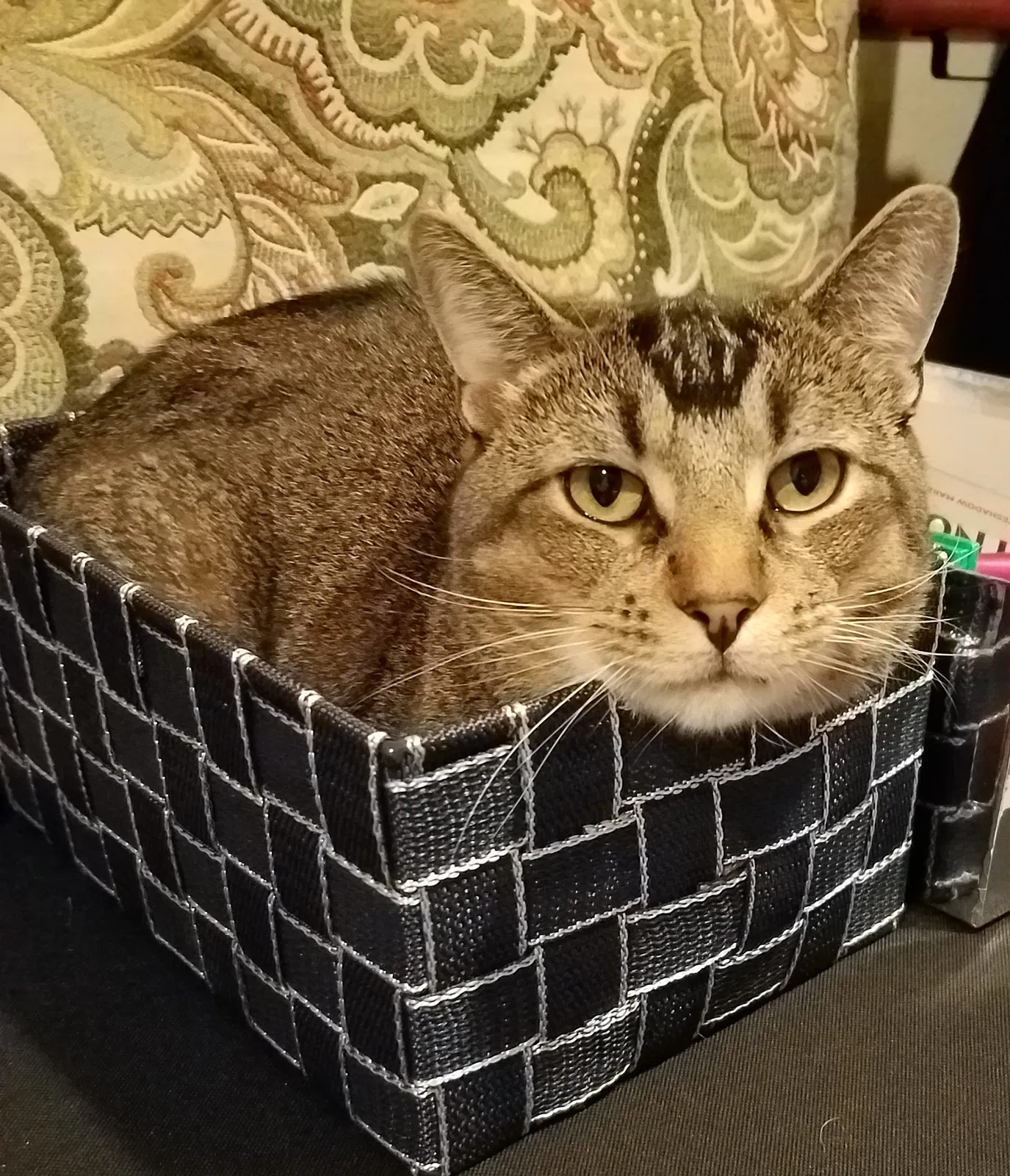 Lost cat in Roseville, CA, 95678