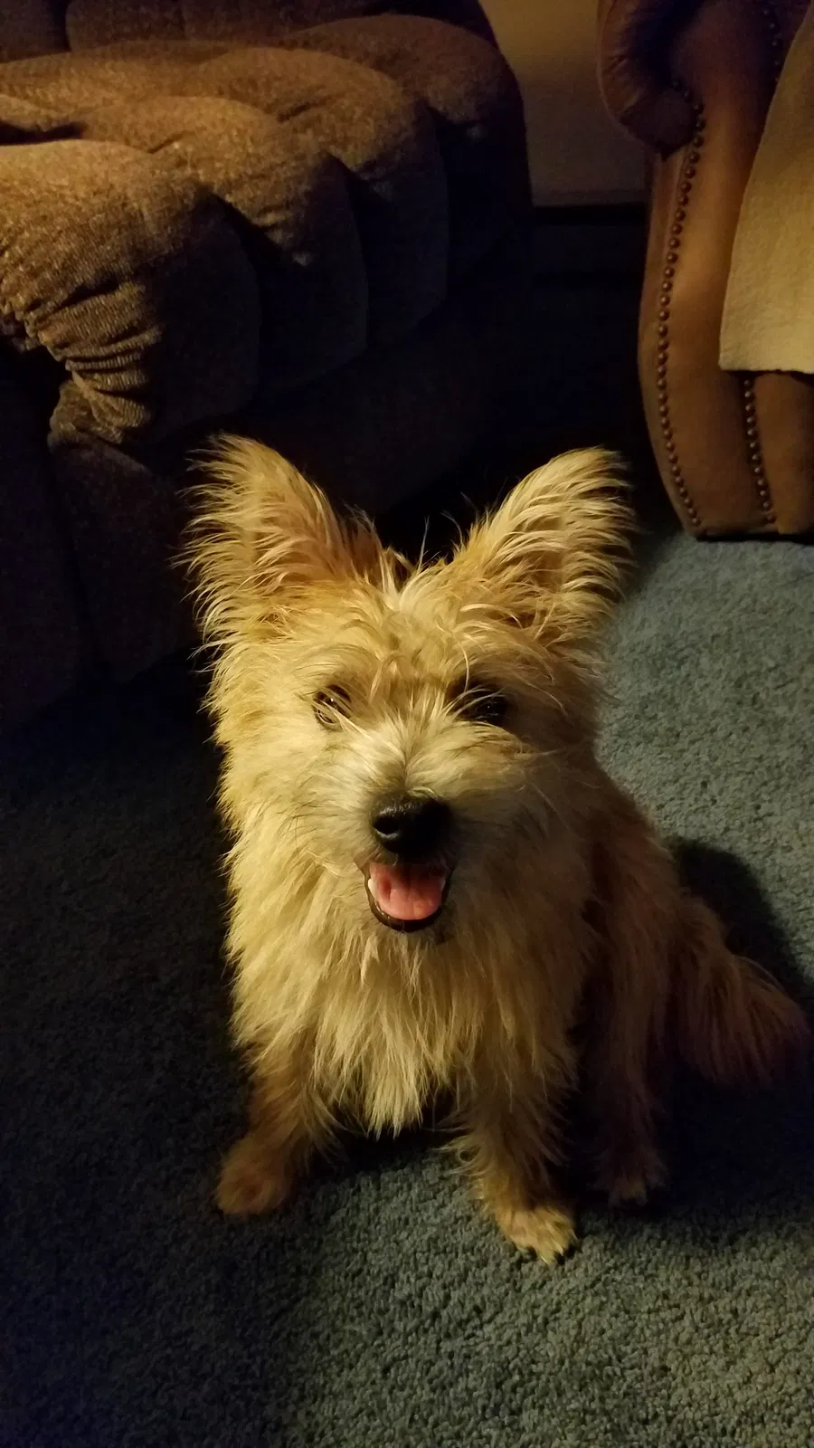 Lost dog in Kimbolton, OH, 43749