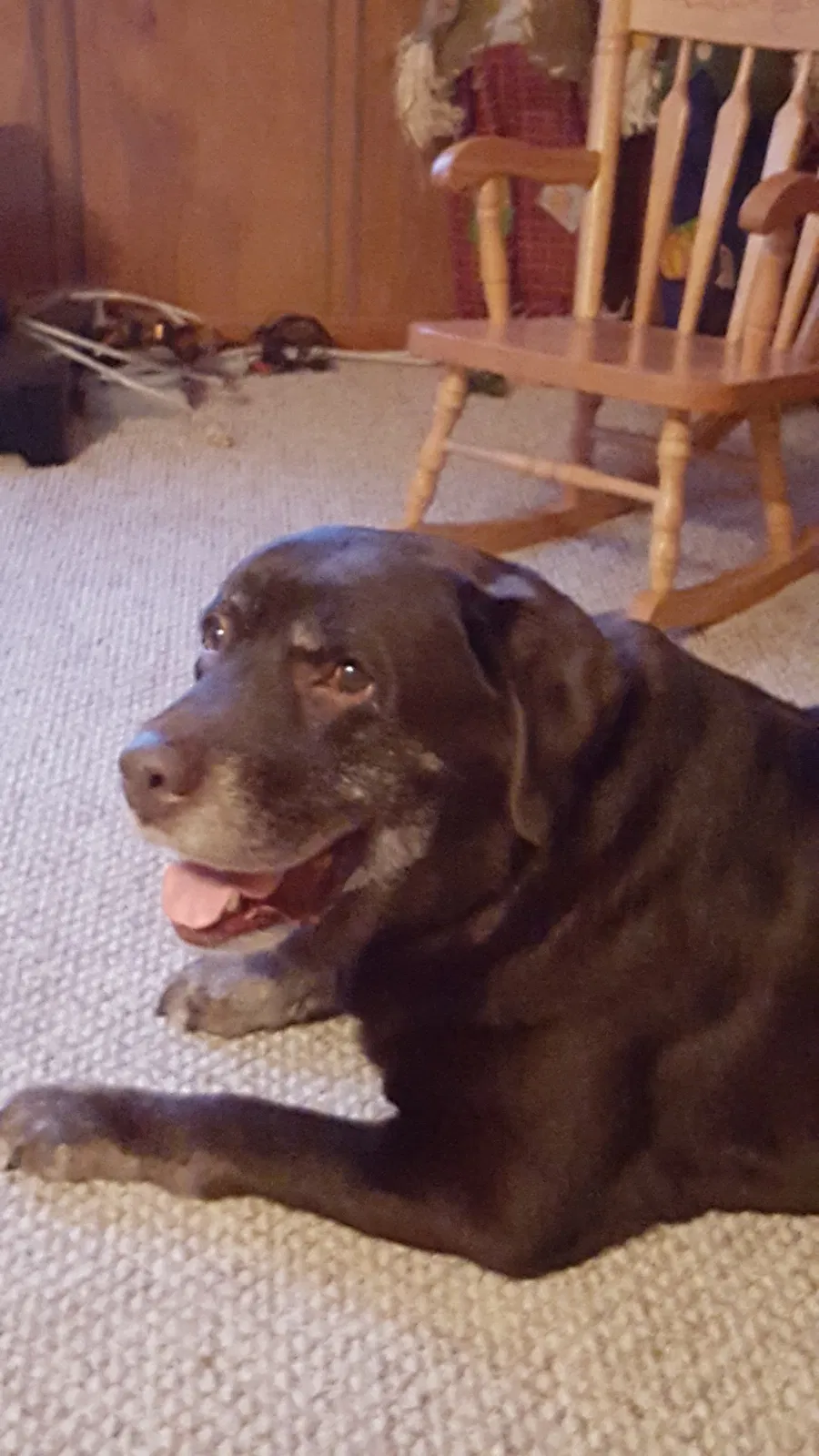 Lost dog in Clinton, OH, 44216