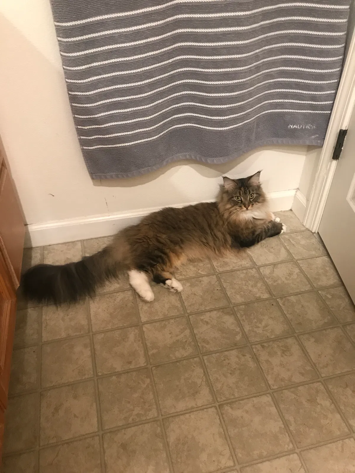 Lost cat in San Ramon, CA, 94582