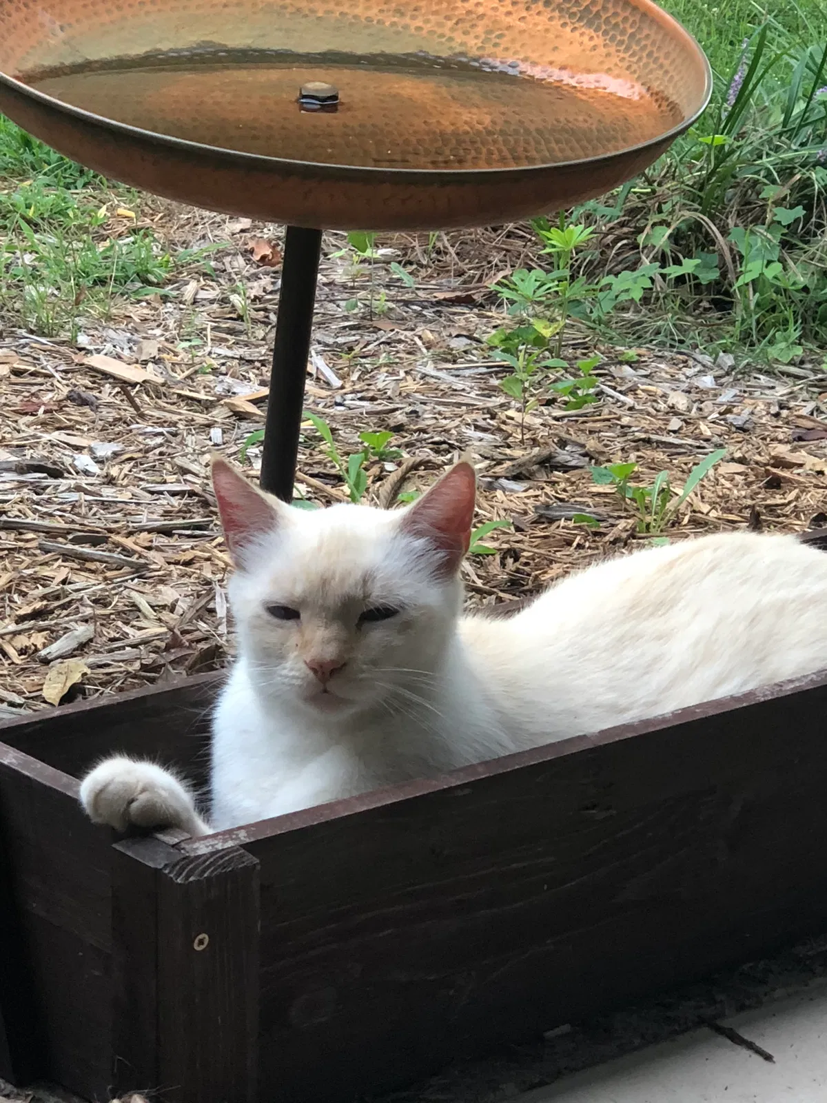 Lost cat in Charlotte, NC, 28205