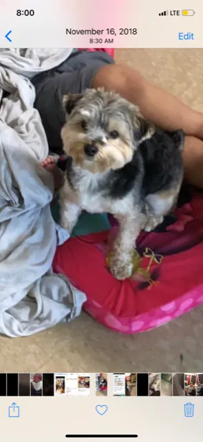 Lost dog in Brooklyn, NY, 11224