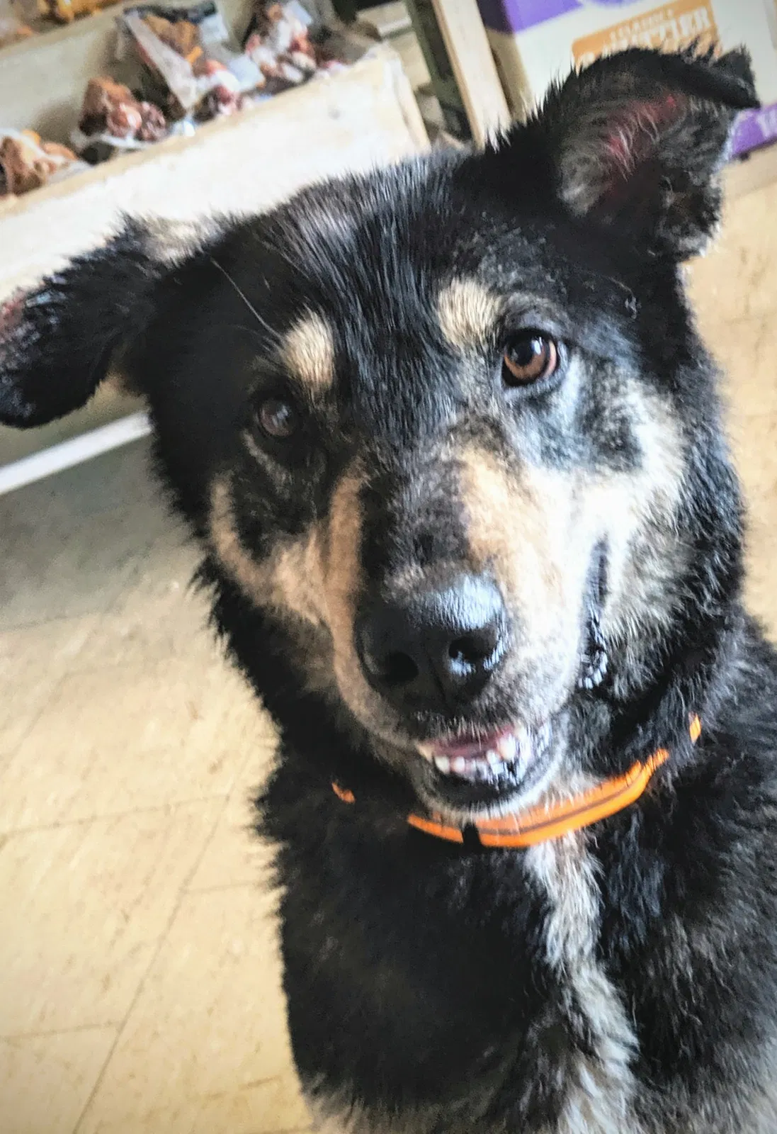 Found dog in Rogers City, MI, 49779