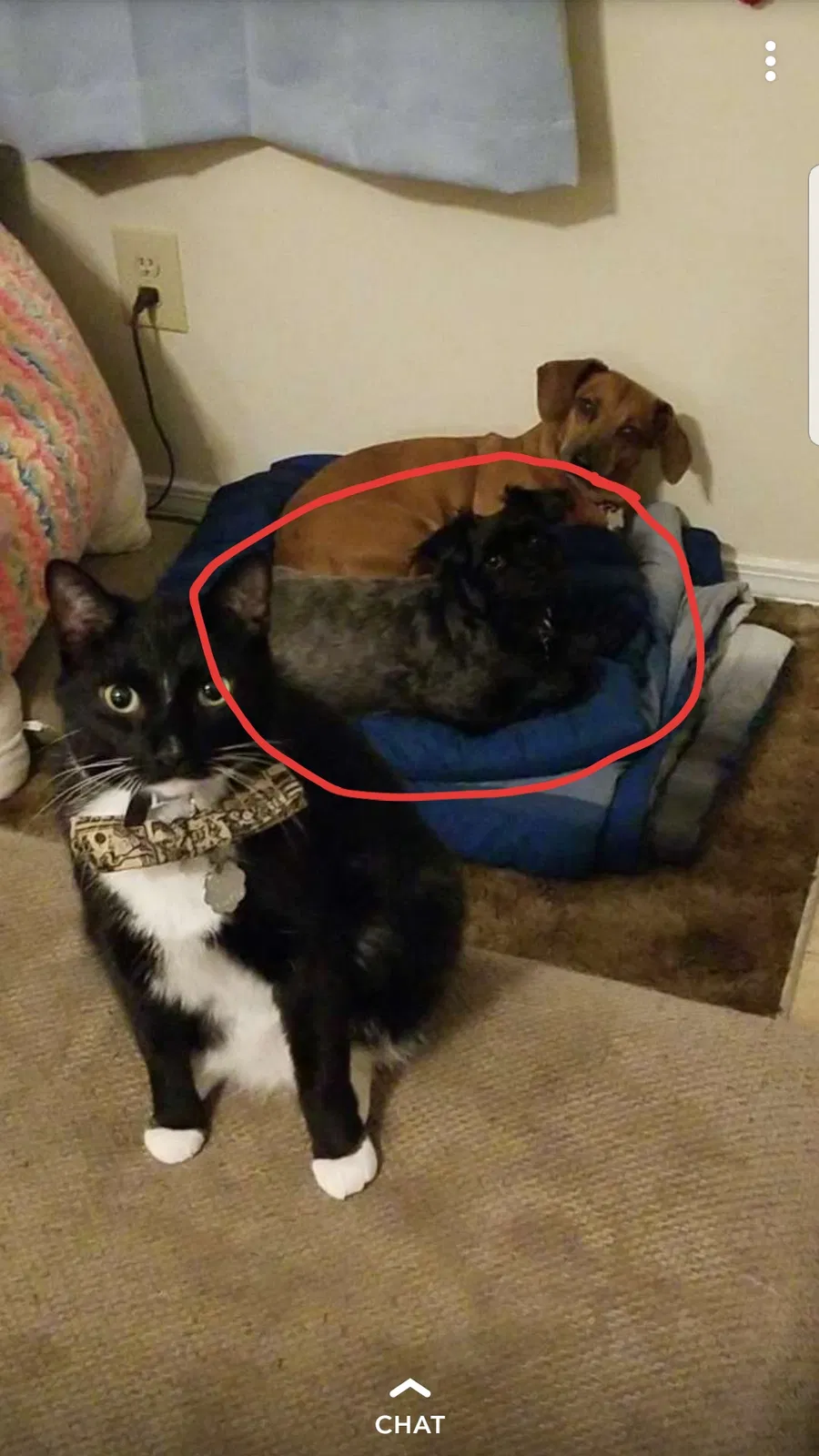 Lost dog in Fayetteville, TN, 37334